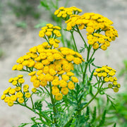 Tanacetum Vulgare Tansy Seeds