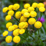 Tanacetum Vulgare Tansy Seeds