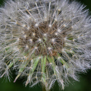 Taraxacum Officinale Dandelion Seeds