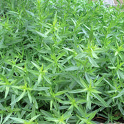 Green Tarragon Seeds, Herbal