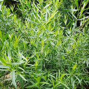 Russian Tarragon Seeds, Herbal
