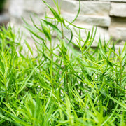 Russian Tarragon Seeds, Herbal