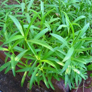 Heirloom Tarragon Seeds, Herbal