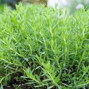 Heirloom Tarragon Seeds, Herbal