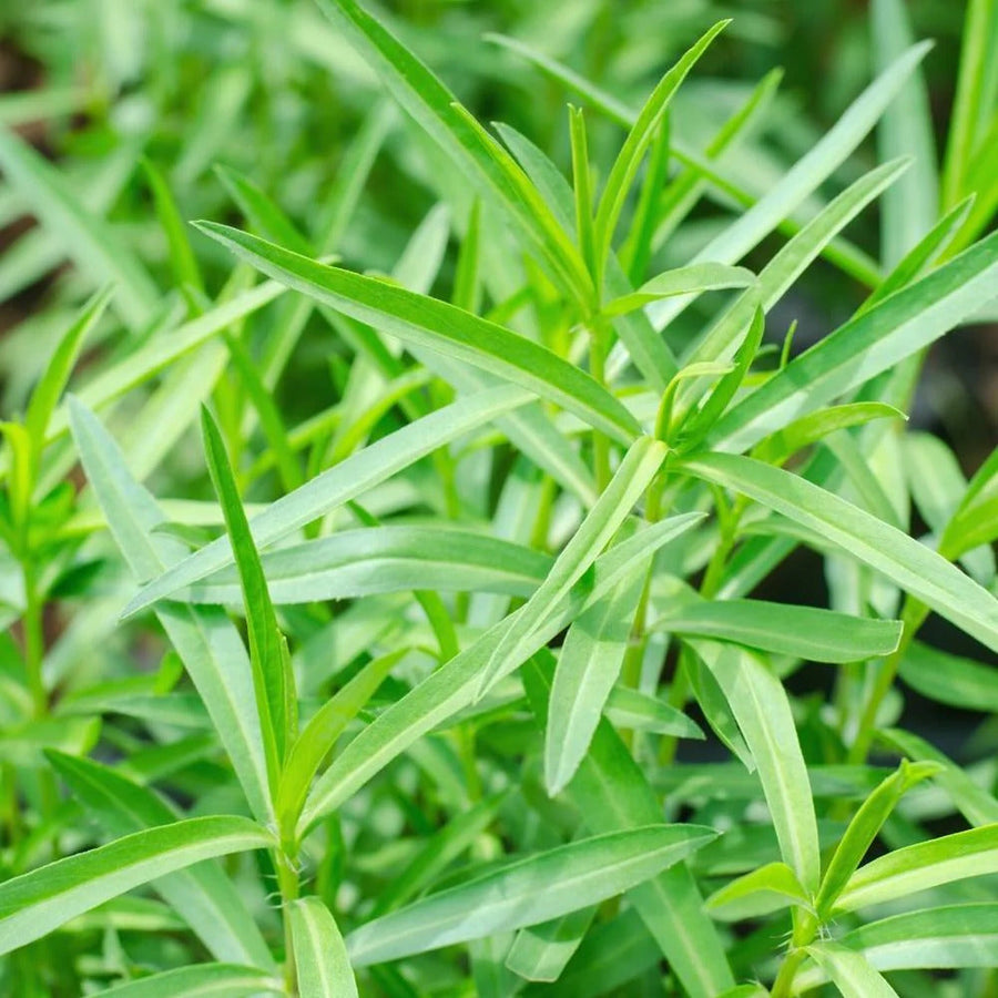 Green Tarragon Seeds, Herbal