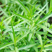 Heirloom Tarragon Seeds, Herbal
