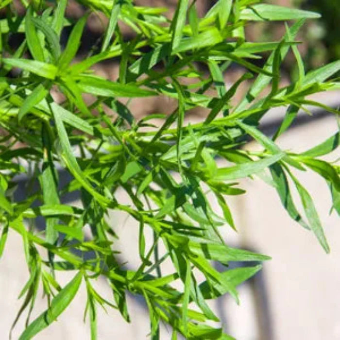 Russian Tarragon Seeds, Herbal