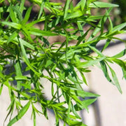 Russian Tarragon Seeds, Herbal