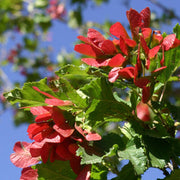 Acer tataricum Tatarian Maple Seeds, Herbal