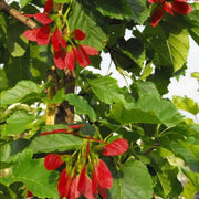 Acer tataricum Tatarian Maple Seeds, Herbal
