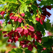 Acer tataricum Tatarian Maple Seeds, Herbal