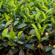 Tea Seeds, Camellia sinensis