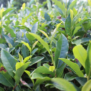 Tea Seeds, Camellia sinensis