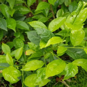 Tea - Herbal Seeds