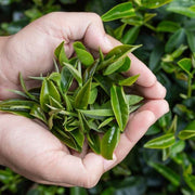 Tea - Herbal Seeds