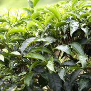Tea - Herbal Seeds