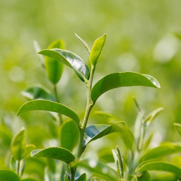 Tea - Herbal Seeds