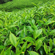 Tea - Herbal Seeds