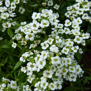Teal Alyssum Seeds