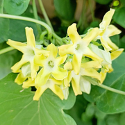 Fragrant Vine Telosma Cordata Seeds