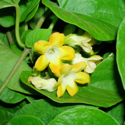 Fragrant Vine Telosma Cordata Seeds