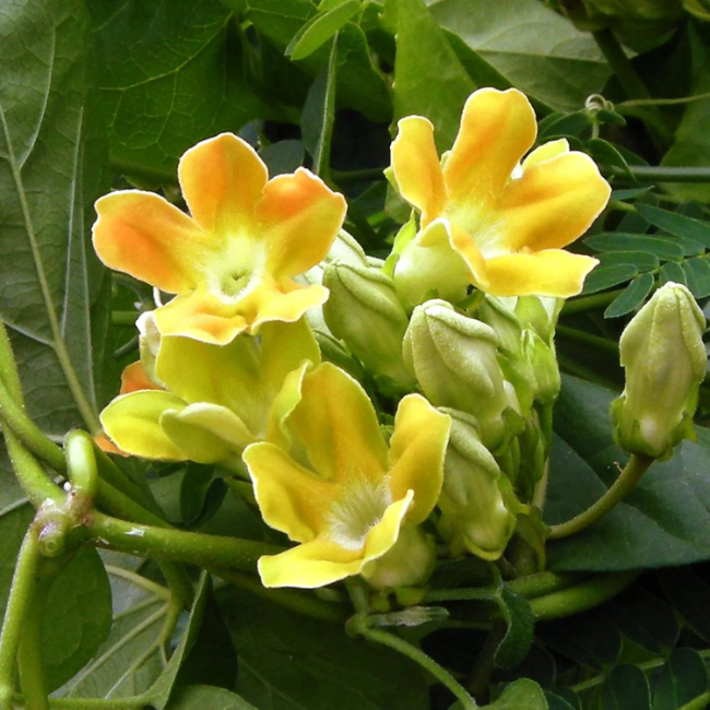 Fragrant Vine Telosma Cordata Seeds