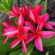 Temple Seeds