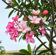 Temple Seeds