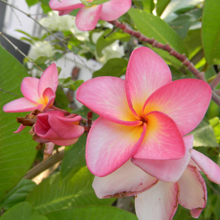 Temple Seeds