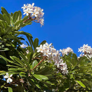 Temple Seeds