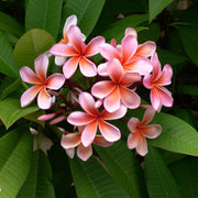 Temple Seeds