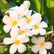 Temple Seeds