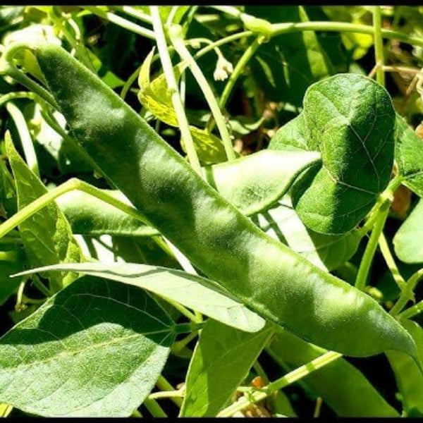 Green Tepary Bean Seeds