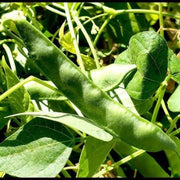 Green Tepary Bean Seeds
