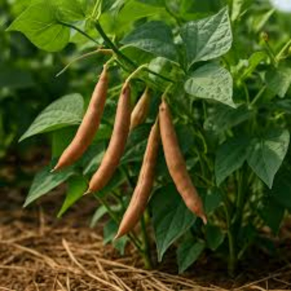 Brown Tepary Bean Seeds