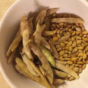 Brown Tepary Bean Seeds