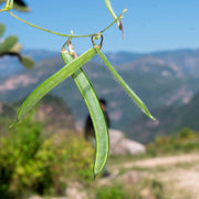 Green Tepary Bean Seeds