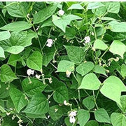 White Tepary Bean Seeds