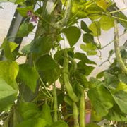 White Tepary Bean Seeds
