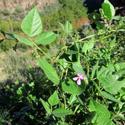 Tepary Seeds, Phaseolus acutifolius
