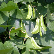 Tepary Seeds, Phaseolus acutifolius
