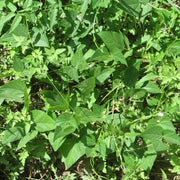 Tepary Seeds, Phaseolus acutifolius