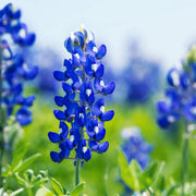 Bluebonnet Seeds – Lupinus texensis