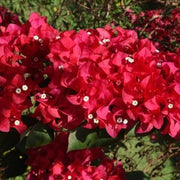 Texas Dawn Bougainvillea Seeds