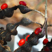 Mescal Bean Texas Mountain Laurel Seeds