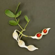 Mescal Bean Texas Mountain Laurel Seeds