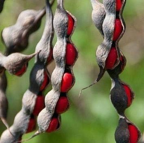Mescal Bean Texas Mountain Laurel Seeds