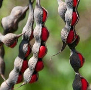 Mescal Bean Texas Mountain Laurel Seeds