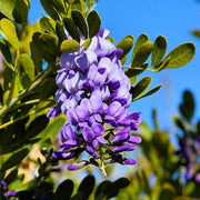 Sophora Texas Mountain Laurel Seeds
