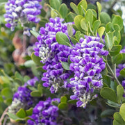 Texas Seeds, Dermatophyllum secundiflorum